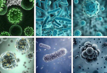 Virus, bactéries et micro organismes